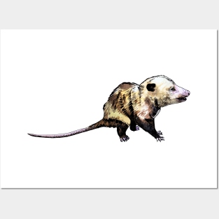 opossum Posters and Art